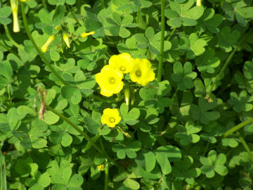 Mi sembra una Oxalis